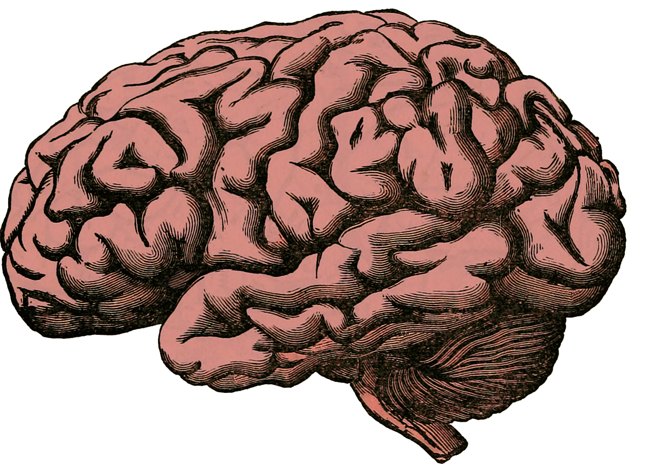 Read more about the article Exposing the Human Body: The Amazing Universe of 37.2 Trillion Cells